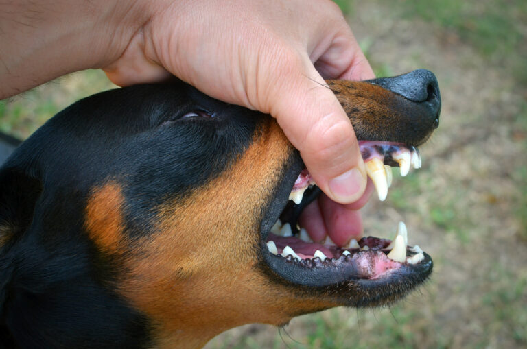 Vicious dog showing teeth and biting hand.