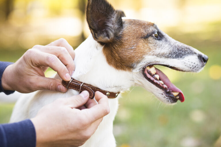 dog on leash